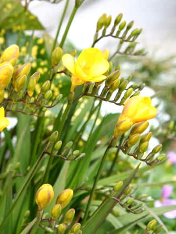 Freesia x hybrida