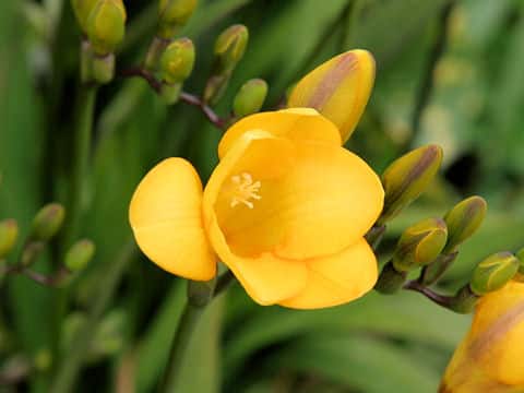 Freesia x hybrida