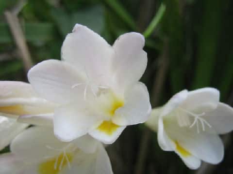 Freesia x hybrida