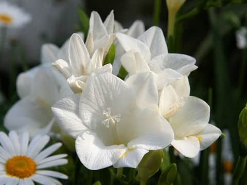 Freesia x hybrida