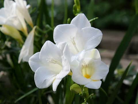 Freesia x hybrida