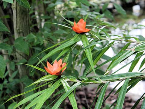 Freycinetia multiflora