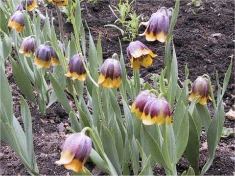 Fritillaria imperialis
