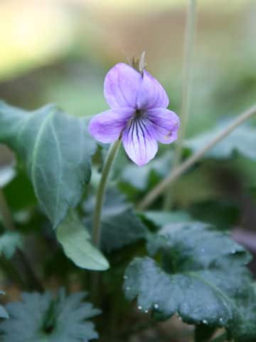 Viola phalacrocarpa x eizanensis