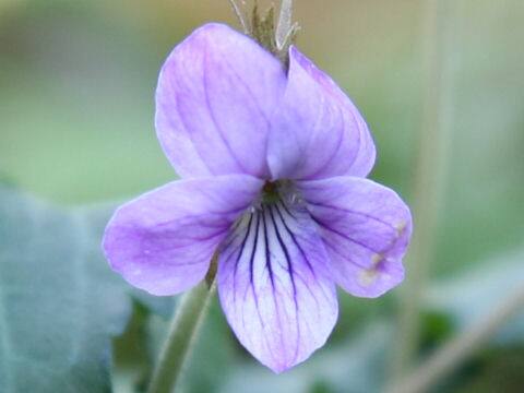 Viola phalacrocarpa x eizanensis