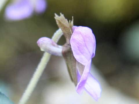 Viola phalacrocarpa x eizanensis
