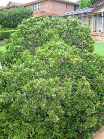 Crassula portulacea