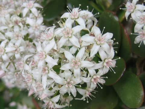 Crassula portulacea