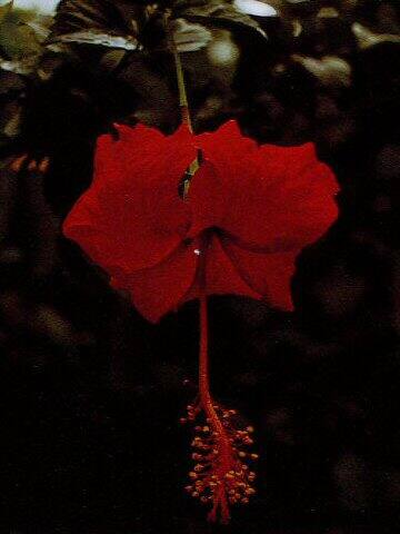 Hibiscus schizopetalus