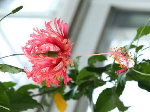 Hibiscus schizopetalus