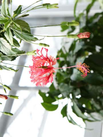 Hibiscus schizopetalus