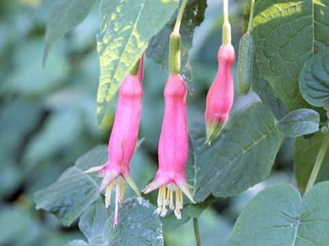 Fuchsia fulgens