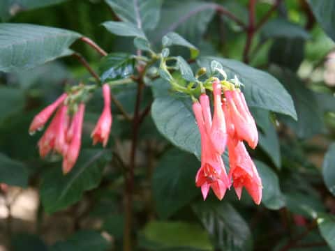 Fuchsia triphylla cv. Koralle