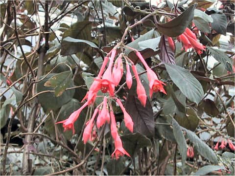 Fuchsia triphylla cv. Gartenmeister Bohnstedt