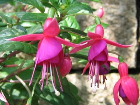Fuchsia cv. Empress of Prussia