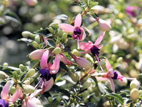Fuchsia hybrida
