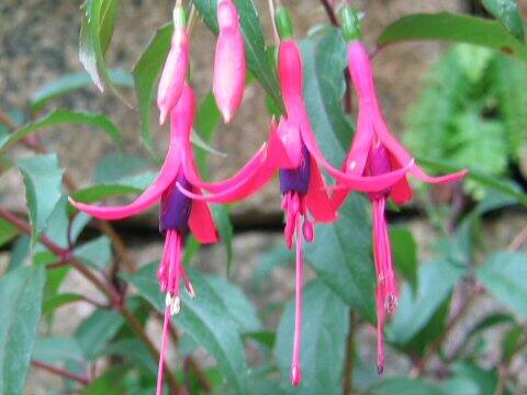 Fuchsia regia