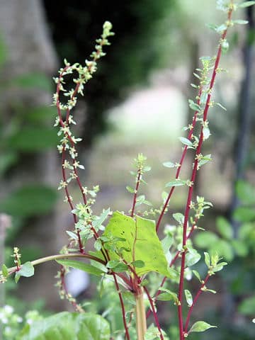 Beta vulgaris ssp. cicla var. cicla