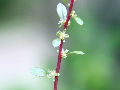 Beta vulgaris ssp. cicla var. cicla