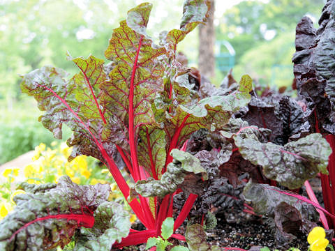 Beta vulgaris ssp. cicla var. cicla