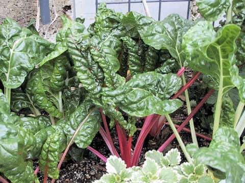 Beta vulgaris ssp. cicla var. cicla