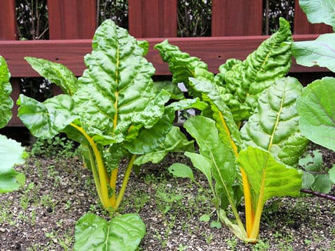 Beta vulgaris ssp. cicla var. cicla