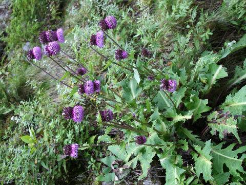 Cirsium purpuratum
