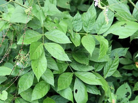 Desmodium oldhamii