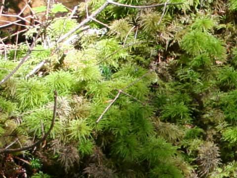 Pleuroziopsis ruthenica