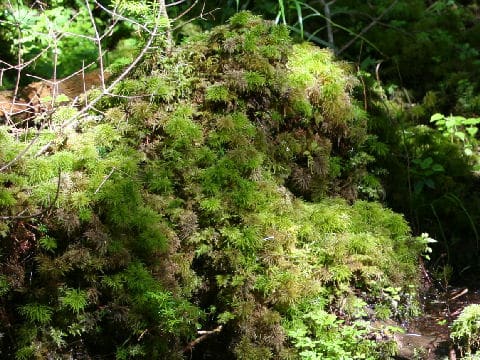 Pleuroziopsis ruthenica