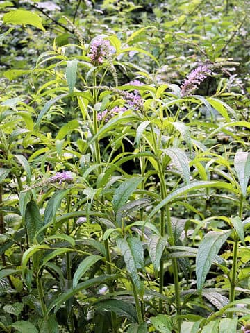 Buddleja japonica