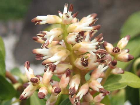 Pachysandra terminalis