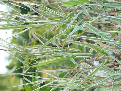 Phalaris arundinacea cv. Variegata