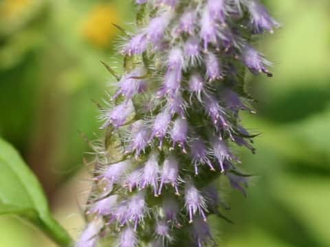 Elsholtzia argyi var. nipponica