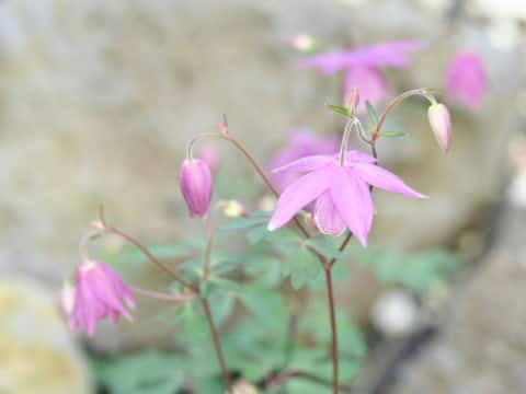 Aquilegia ecalcarata
