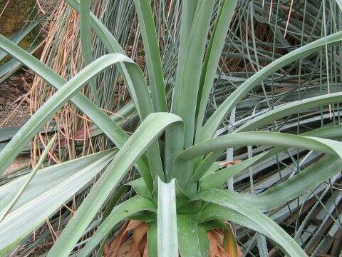 Furcraea bedinghausii