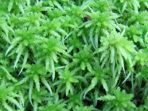 Climacium dendroides
