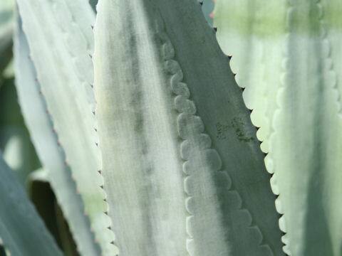 Agave americana cv. Marginata