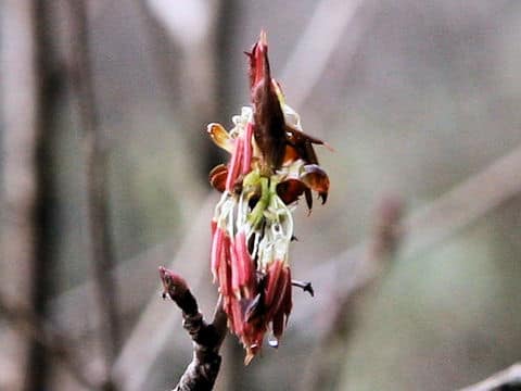 Euptelea polyandra