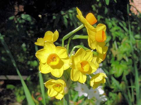 Narcissus tazetta var. tazetta