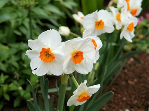 Narcissus tazetta var. tazetta cv. Geranium