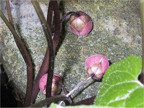 Asarum caulescens
