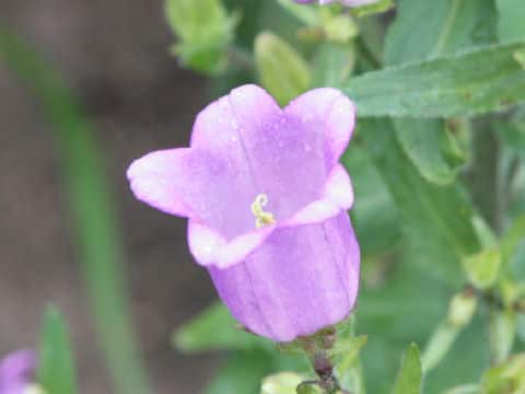 Campanula medium