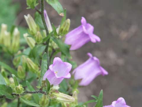 Campanula medium