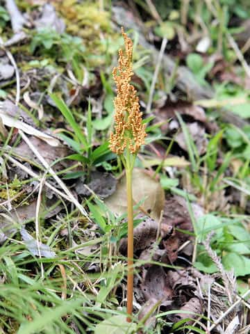 Botrychium ternatum