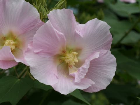 Hibiscus mutabilis