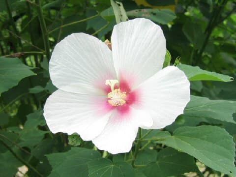 Hibiscus mutabilis