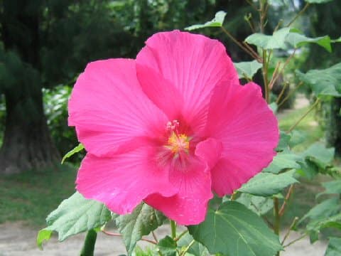 Hibiscus mutabilis