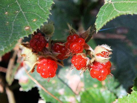Rubus buergeri
