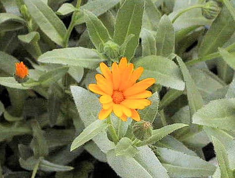 Calendula sp.